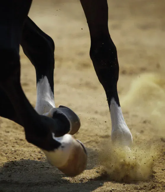 CAMPOS EQUESTRES